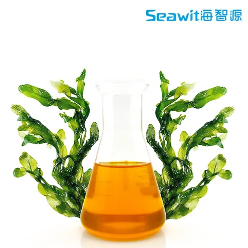 Amber Algae Oil Rich in Carotene